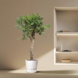 Ficus Benghalensis boom - 150 cm - ø30 (8721055690719)