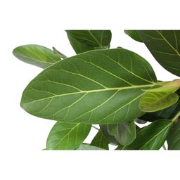 Ficus Benghalensis boom - 150 cm - ø30 (8721055690719)
