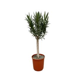 Nerium Oleander op stam met witte bloem (8721055693710)