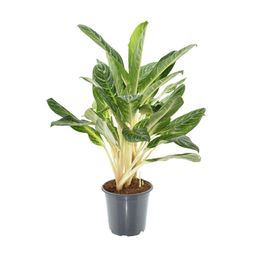Aglaonema Keylime (16352)