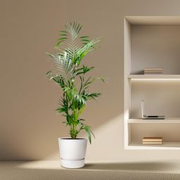 Kentia Palm - 200 cm - ø24-30cm (8721055691884)