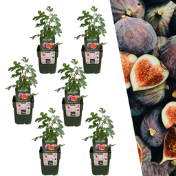Plants by frank 6 x Biologische Vijgenbomen - Ø 13 cm - ↨ 20 cm (8721001421244)