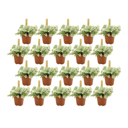 Tradescantia Tenderness - 20 stuks (23412)