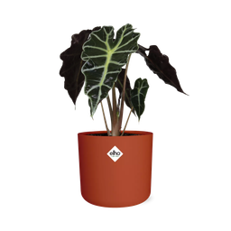 Alocasia ‘Polly’ in ELHO b.for soft rond 14cm brique (21501)