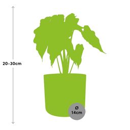 Alocasia ‘Polly’ in ELHO b.for soft rond 14cm brique (21501)