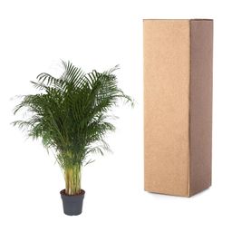 Dypsis Lutescens - 200 cm - ø34 (8721055692805)