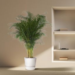 Dypsis Lutescens - 200 cm - ø34 (8721055692805)