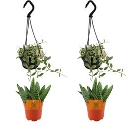 2x Aloe Paradisicum + 2x Dischidia Ionatha - 4 stuks - Ø10.5cm (22697)