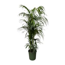 Kentia palm - 220 cm - ø38 (8721055693598)