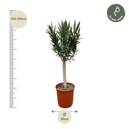 Nerium Oleander op stam met roze bloem (8721055693741)