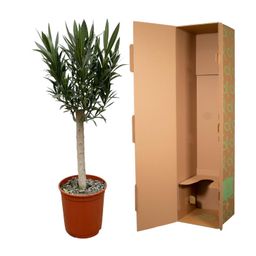 Nerium Oleander op stam met roze bloem (8721055693741)