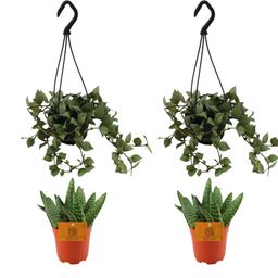 2x Aloe Paradisicum + 2x Hoya Krohniana Eskimo Super Silver - 4 stuks - Ø10.5cm (22714)
