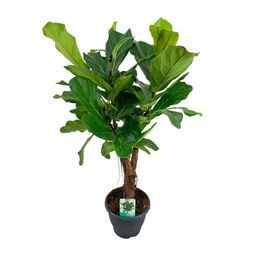 Ficus Lyrata (8659)