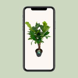 Ficus Lyrata (8659)