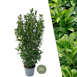 Plants by frank Grote Laurierplanten Obelisk voor 10 strekkende meter haag | - 12L - 25 x | ↨ 100-125 cm (8721001420889)