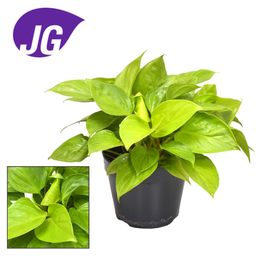Homalomena Lemon Lime (16198)
