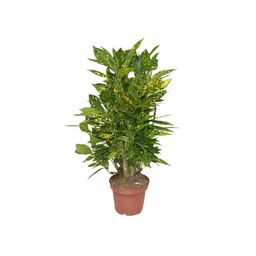 Croton Gold Dust P14 (22389)
