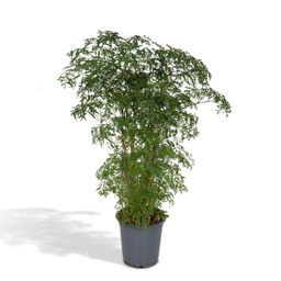 Polyscias Fruticosa (Aralia) (8720634285063)