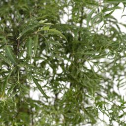 Polyscias Fruticosa (Aralia) (8720634285063)