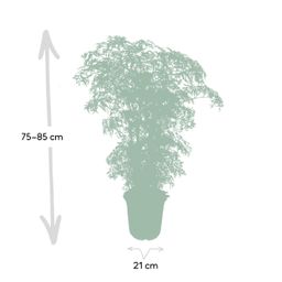 Polyscias Fruticosa (Aralia) (8720634285063)