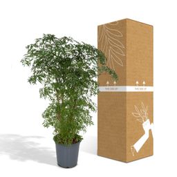 Polyscias Fruticosa (Aralia) (8720634285063)