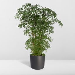 Polyscias Fruticosa (Aralia) (8720634285063)