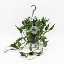 Epipremnum Pinnatum Aureum Shangri-La (31151)