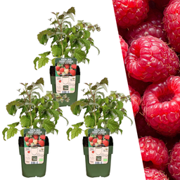 Plants by frank 3 x biologische frambozenplanten - Ø 13 cm - ↨ 20 cm (8721001421138)