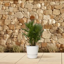 Chamaerops Humilis multi stam - 160 - 180 cm - Ø45cm (8721081685369)
