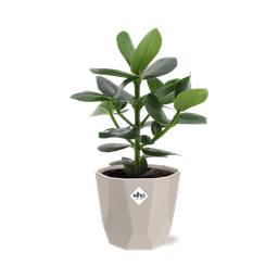 Clusia Princess in ELHO b.for rock 14 cm warm grey (21603)