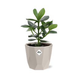 Clusia Princess in ELHO b.for rock 14 cm warm grey (21603)