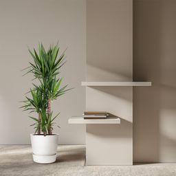 Yucca Elephantipe - 180 cm - ø34 (8721055692959)