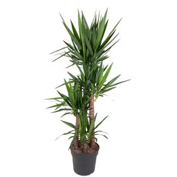 Yucca Elephantipe - 180 cm - ø34 (8721055692959)