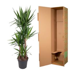 Yucca Elephantipe - 180 cm - ø34 (8721055692959)