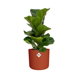Ficus Lyrata ‘Bambino’ in ELHO b.for soft rond 14cm brique (21482)