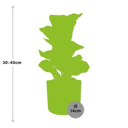 Ficus Lyrata ‘Bambino’ in ELHO b.for soft rond 14cm brique (21482)