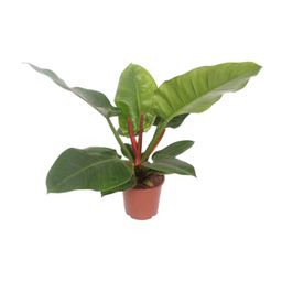 Philodendron Imperial Green (11021)