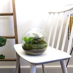 DIY Planten terrarium tweedelig bolglas - Dome - Ø 20 cm ↑ 20 cm - Normal (8719326972480)