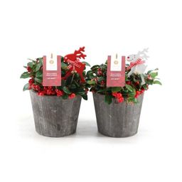 Gaultheria Pr. 'Big Berry' in Wood + Reindeer - 2 stuks - Ø14 cm (25779)