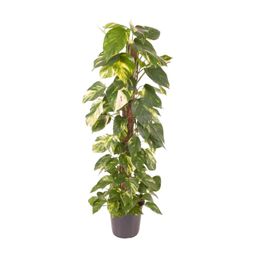 Epipremnum Pinnatum (12131)