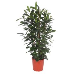 Ficus Cyathistipula struik - 180 cm - ø34 (8721055690788)
