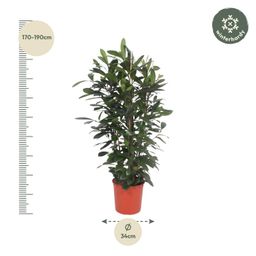 Ficus Cyathistipula struik - 180 cm - ø34 (8721055690788)