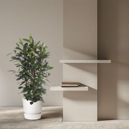 Ficus Cyathistipula struik - 180 cm - ø34 (8721055690788)