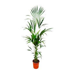 Kentia palm - 180cm - ⌀21 -25 (8721055693581)