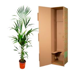 Kentia palm - 180cm - ⌀21 -25 (8721055693581)