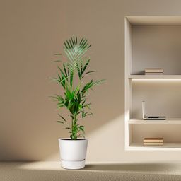 Kentia palm - 180cm - ⌀21 -25 (8721055693581)