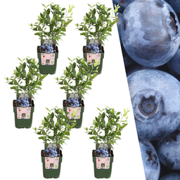 Plants by frank 6 x Bosbessenplanten BIO - Ø 13 cm - ↨ 20 cm (8721001421121)
