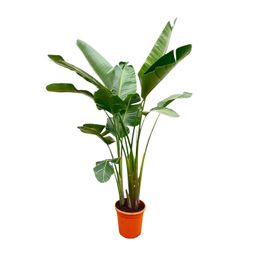 Strelitzia Augusta de luxe XXL - 250cm - ø38 (8721055694069)