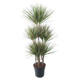 Dracaena Bicolor Carrousel - 150 cm - ø31 (8721055692225)