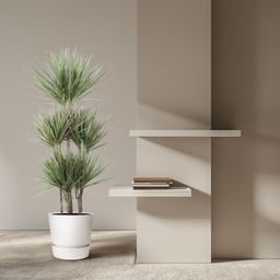 Dracaena Bicolor Carrousel - 150 cm - ø31 (8721055692225)